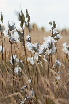 Asclepias syriaca known as common milkweed or butterfly flower in mature stage