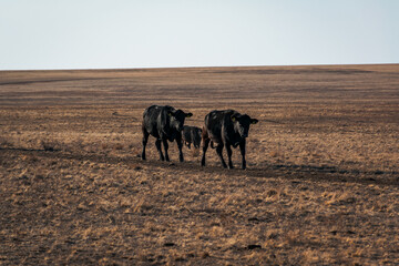 cows in the field
