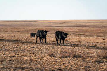 Fototapeta na wymiar herd of cows