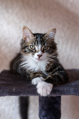 Portait de chat