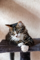 Portait de chat