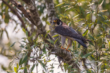 Fototapeta premium Peregrine falcon (Falco peregrinus) with a kill at Sundarban NP, West Bengal, India