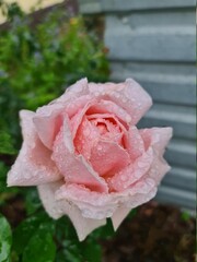 Beautiful rose in a bud with water drops. Rose on a light background. Selective focus