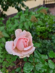 Beautiful rose in a bud with water drops. Lace petals. Selective focus
