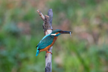 Common Kingfisher Alcedo atto has caught a fish by the river. A beautiful colorful bird perched on a branch with its prey. Successful hunting, kingfisher with fish.