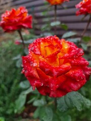 Beautiful red rose in a bud with water drops. Selective focus