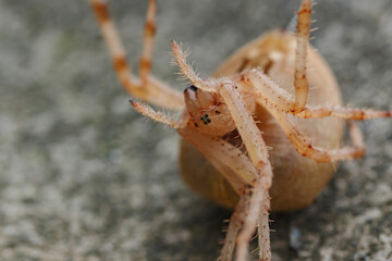  a pregnant female spider lies upside down on her back
