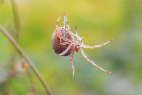 a pregnant female spider hanging on a strand of cobweb