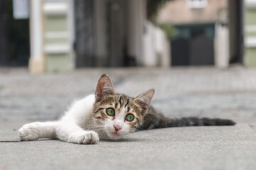 A small stray kitten laying and relaxing in the middle of the street. Homeless animals on the city streets