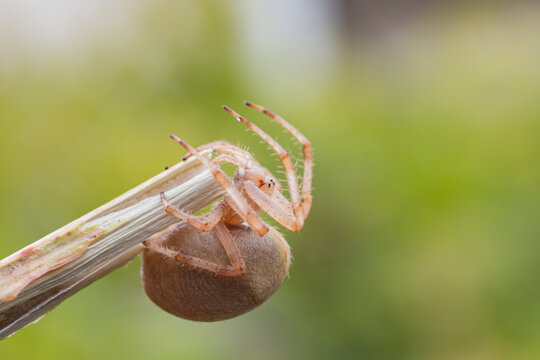  pregnant female spider holding a branch side view