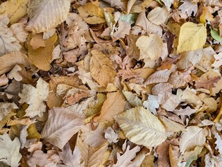 Fallen leaves on the ground. Natural autumn background. Yellow-orange colors.