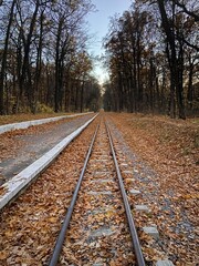 Fototapeta na wymiar Railway tracks in the autumn forest. Fallen yellow leaves on the ground, deciduous trees around. Natural background.