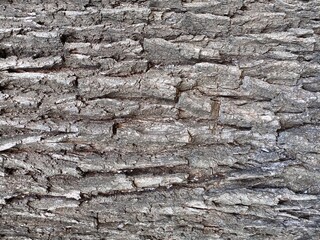 Wood texture. Close-up of the tree bark. Natural background.