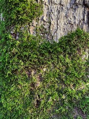 The bark of the tree is partially covered with green moss in the close-up. Natural background.
