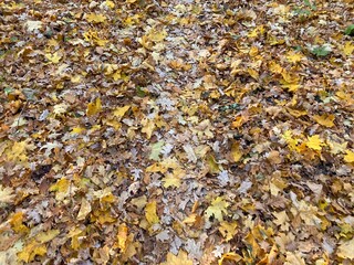 A path in the forest among the fallen leaves. Natural autumn background. Yellow-orange colors.