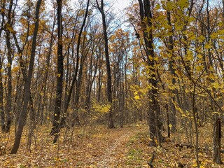 Obraz premium Autumn landscape. Forest path among fallen yellow leaves and trees. Natural background. Yellow-orange and green colors.