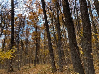 Autumn landscape. Fallen yellow leaves on the ground and trees in the forest. Natural background. Yellow-orange and green colors.