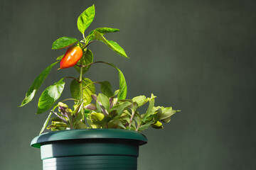 Sweet, Bulgarian pepper grew in a flower pot together with a houseplant. Red fruit on the background of a green wall..