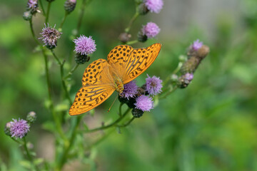 Male silver-washed fritillary (Argynnis paphia) on a creeping thistle (Cirsium arvense).