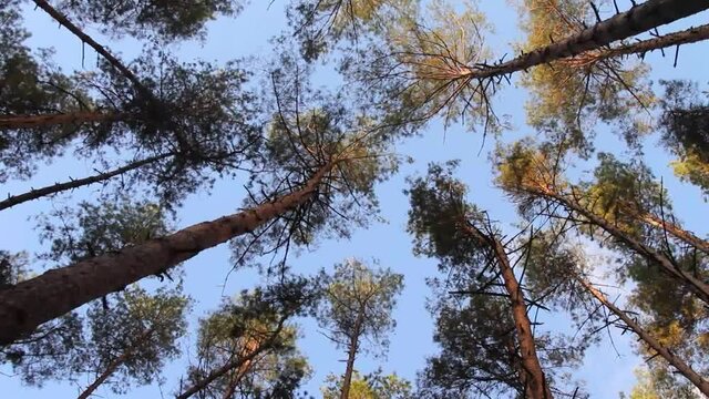 The tops of the pines sway with the wind.
Such vibrations in the tree may indicate the onset of a storm.
