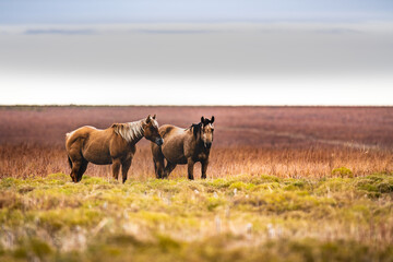 horses in the field