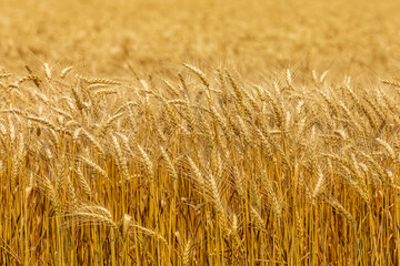 winter wheat field ready for harvest at sunset. Concept of cereal grain farming, commodity market and trade