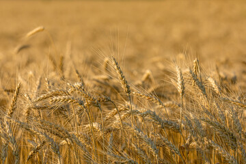Fototapeta premium winter wheat field ready for harvest at sunset. Concept of cereal grain farming, commodity market and trade