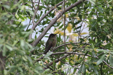 Colibrí © FERCOQUOZ