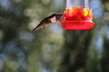 Colibrí © FERCOQUOZ