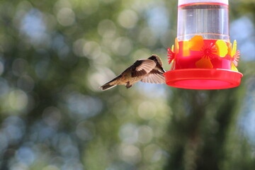 Colibrí © FERCOQUOZ