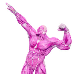 bodybuilder muscle maps is the winner in white background