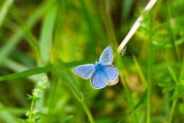 Silver-studded blue (Plebejus argus) butterfly perched on dandelion in Zurich, Switzerland