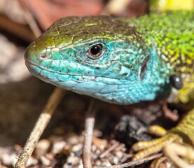European green lizard in Latin Lacerta viridis