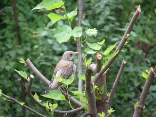 bird on a tree