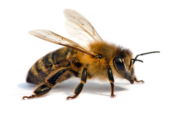 bee or honeybee Apis Mellifera isolated on white - obrazy, fototapety, plakaty