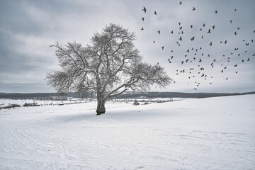 Baum Vogelschwarm Schnee Winterlandschaft