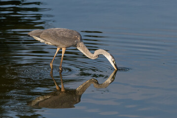 Obraz premium Great Blue Heron Kissing Reflection