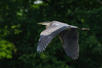 Great Blue Heron in flight