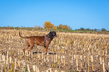 traking dog standing on a field - obrazy, fototapety, plakaty
