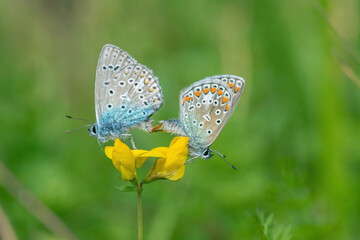 Mating of a pair common blue butterflies (Polyommatus icarus) on a yellow blossom (Genus lotus).