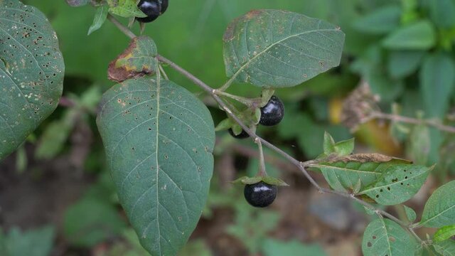 Deadly Nightshade, poisonous plant (Atropa belladonna) - (4K)