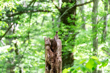 Obraz premium Forest wild birds