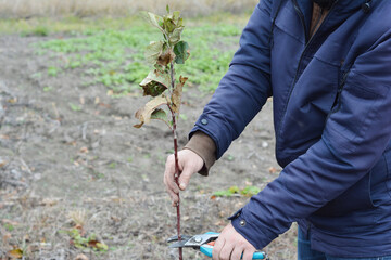 Step of planting an apple tree in autumn. A gardener is cutting off the top of a newly planted tree...