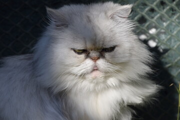 8 6 Pretty Petit Beauty Wall Murals Canvas Prints Stickers Wallsheaven