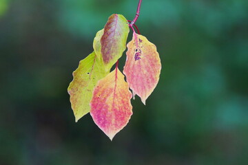 Hübsche herbstliche Blätter im Herbst mit grün roten Mustern