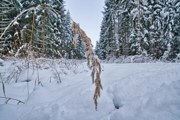 Schnee Winterlandschaft