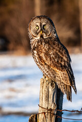 Great Grey Owl (Strix nebulosa) sitting on a fence post looking at the camera