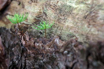 Leśne zguby © Lukasz