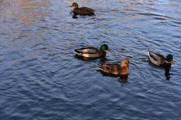 Pond in the English Park of Peterhof. The mallard female was clearly offended by her boyfriends.