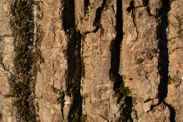 Bark pattern is seamless texture from tree. For background work